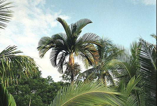 Chambeyronia sp. 'Houailou'