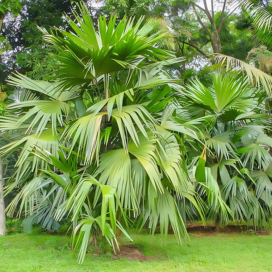 Chelyocarpus chuco