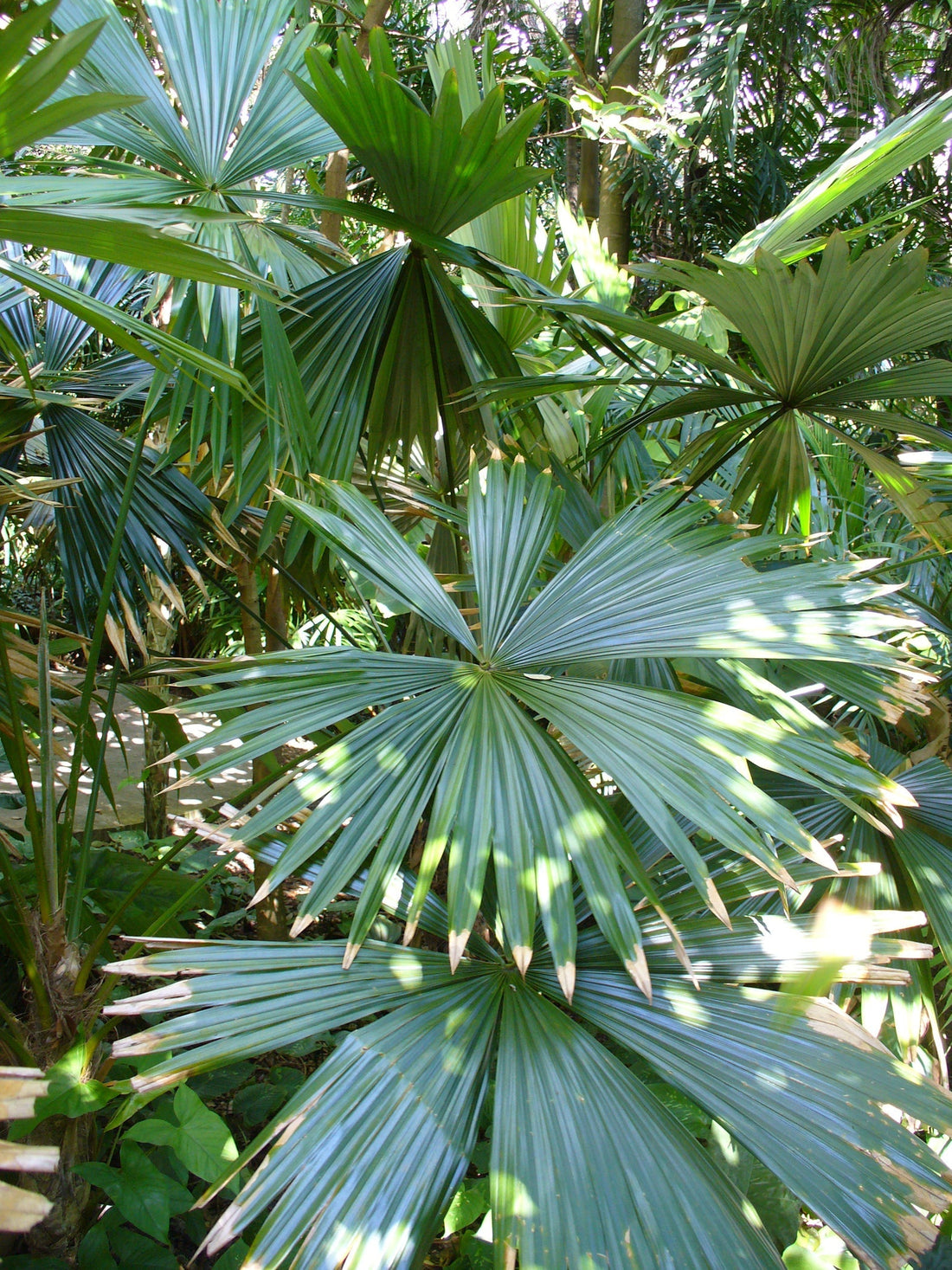 Chelyocarpus dianeurus