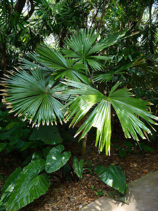 Chelyocarpus ulei