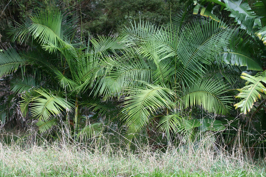 Chrysalidocarpus acuminum