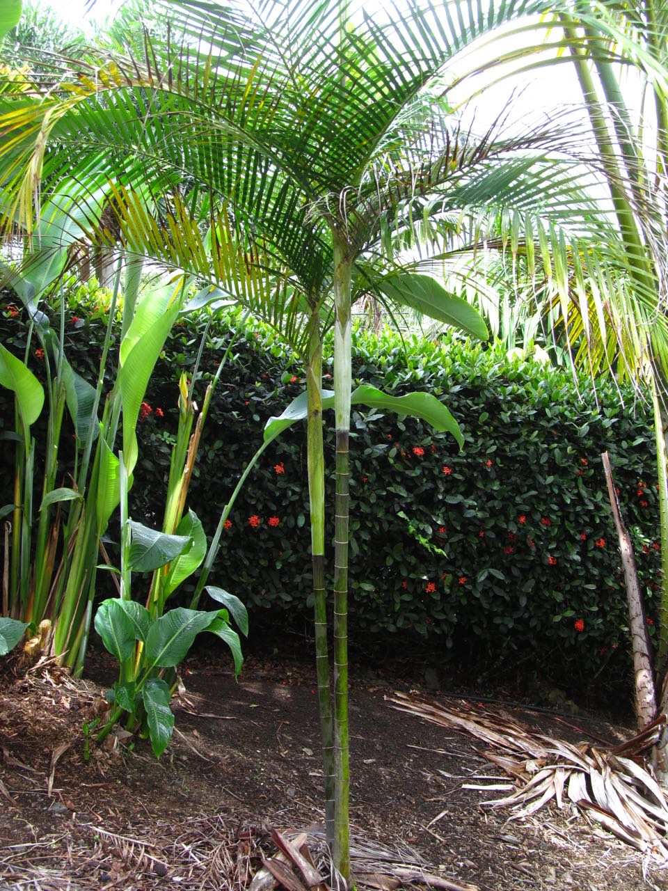 Chrysalidocarpus ambanjae