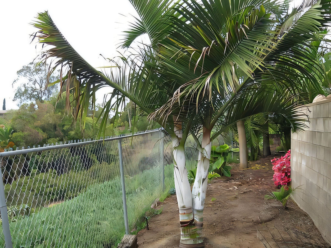 Chrysalidocarpus ambositrae