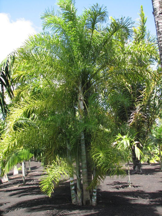 Chrysalidocarpus ankaizinensis