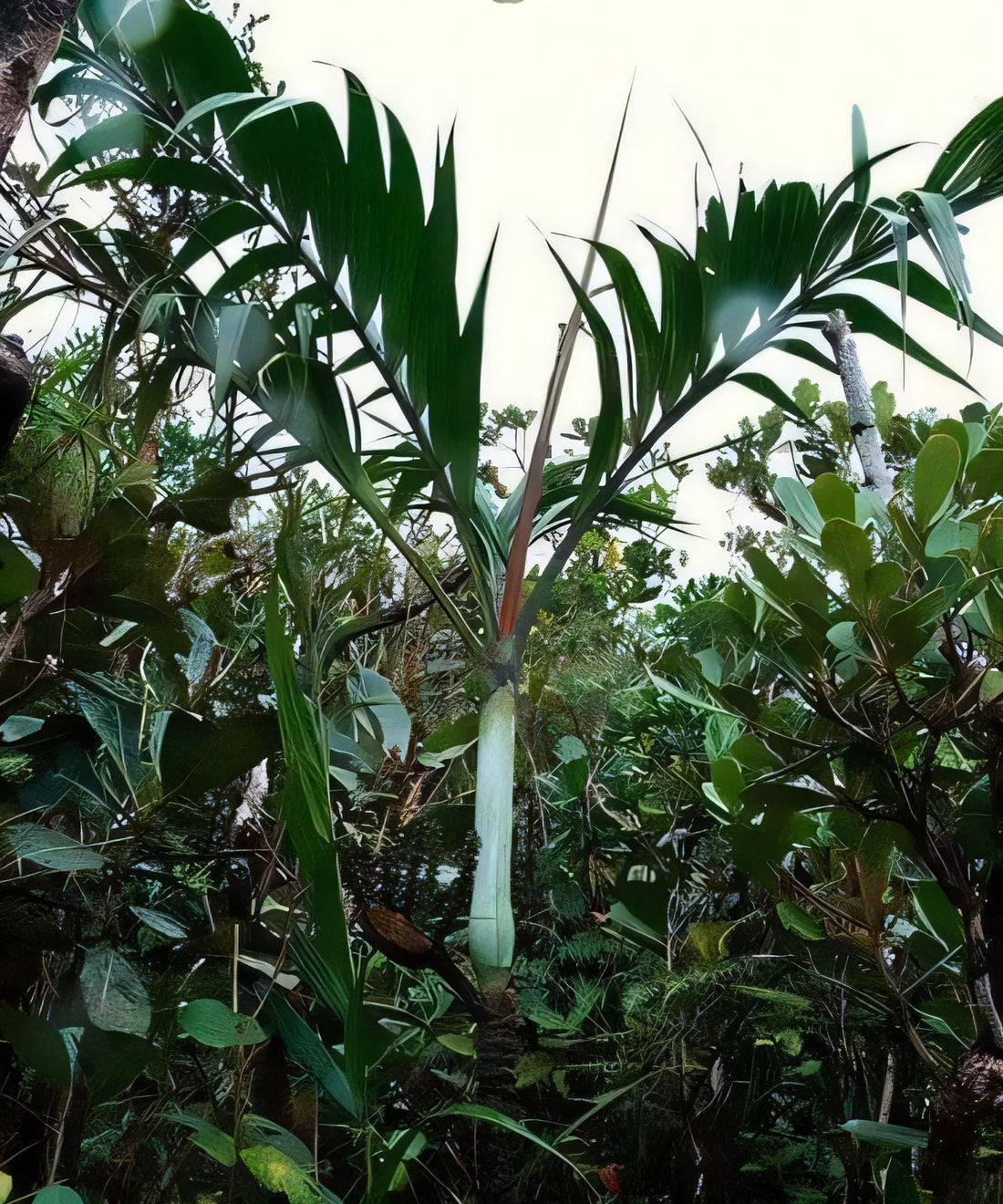 Chrysalidocarpus ankirindro