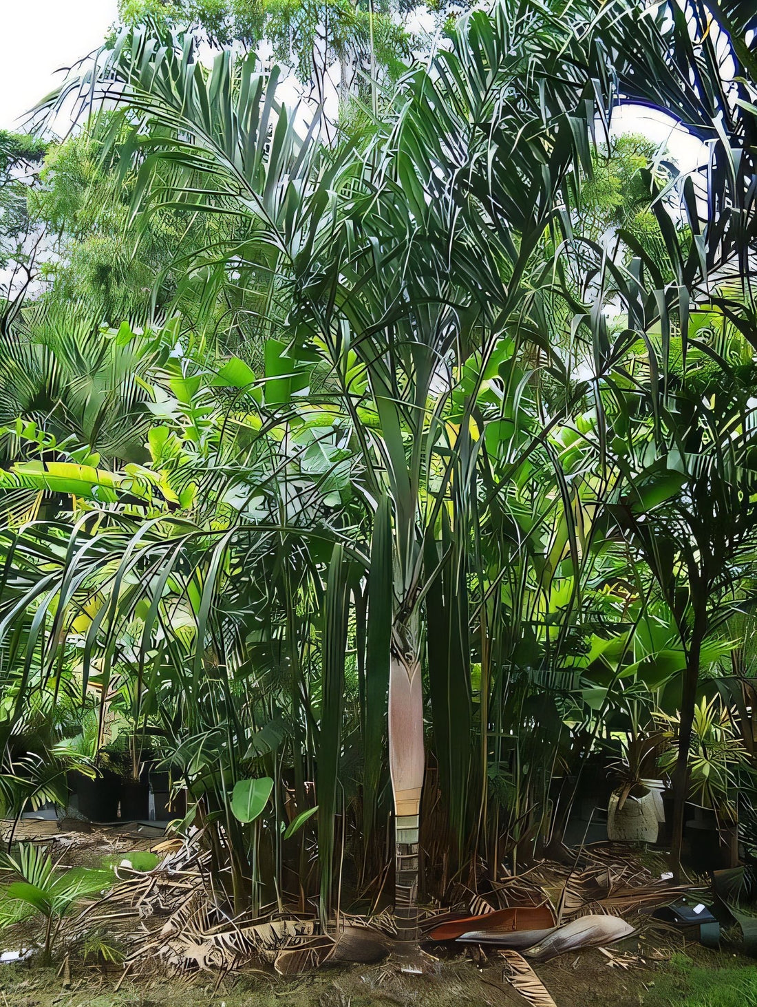 Chrysalidocarpus basilongus