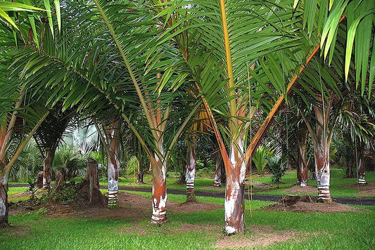 Chrysalidocarpus bejofo