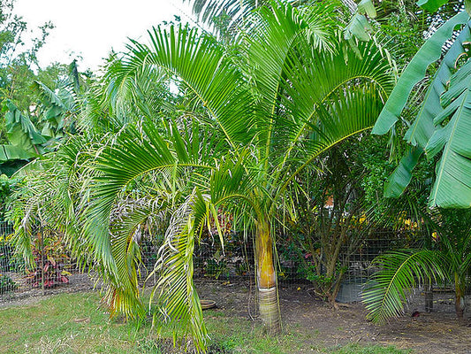 Chrysalidocarpus carlsmithii