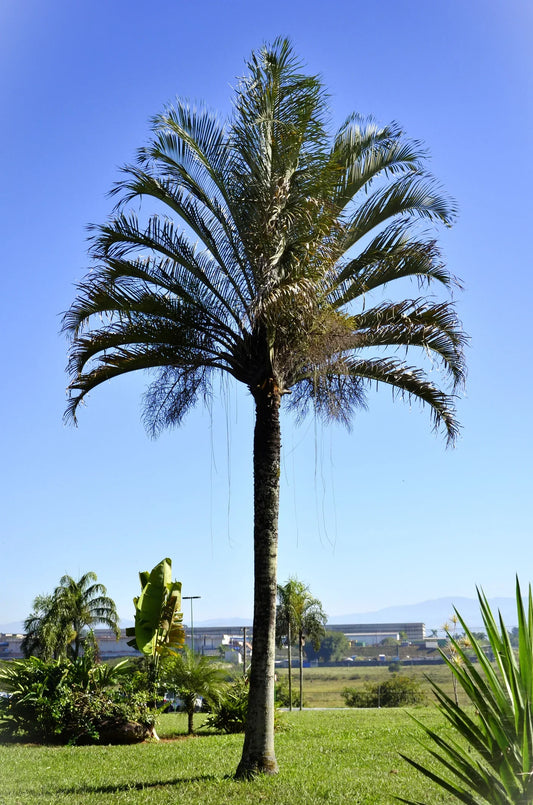 Chrysalidocarpus decaryi 