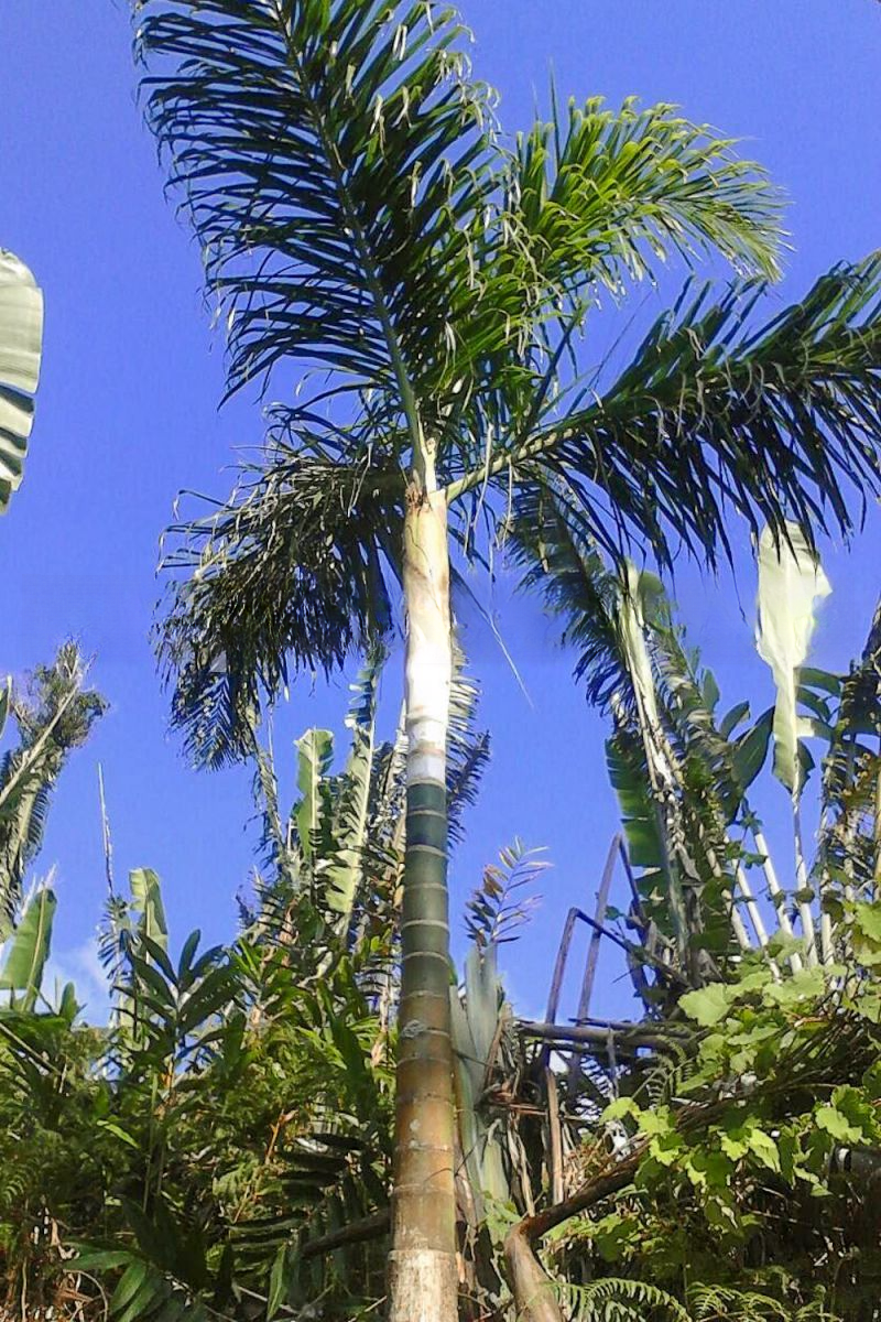 Chrysalidocarpus gracilis