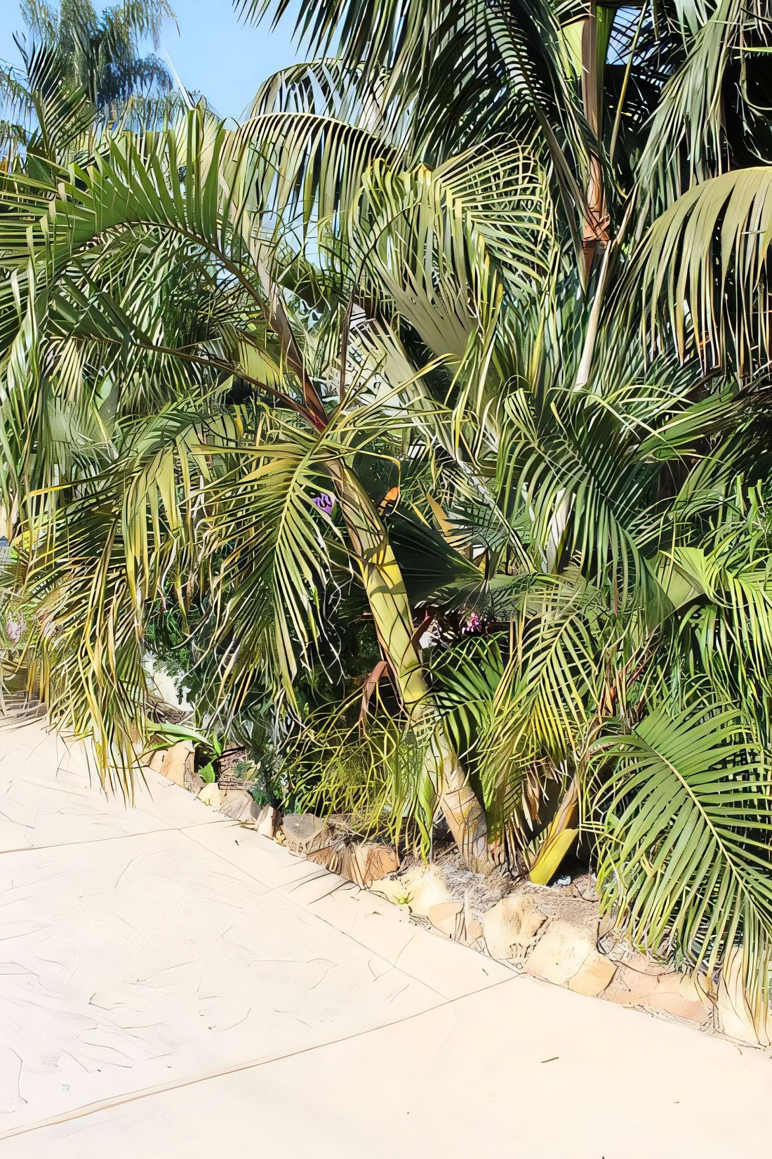 Chrysalidocarpus heteromorphus