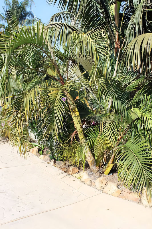 Chrysalidocarpus heteromorphus