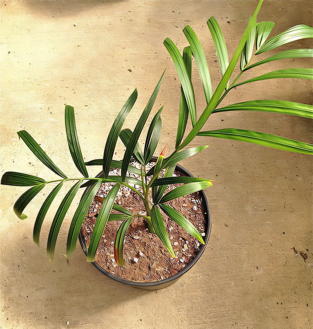 Chrysalidocarpus ifanadianae