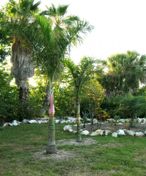 Chrysalidocarpus lingulatus