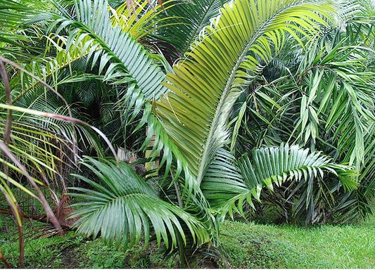 Chrysalidocarpus loucoubensis