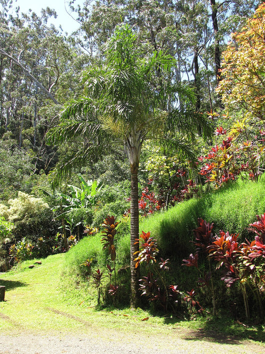 Chrysalidocarpus madagascariensis