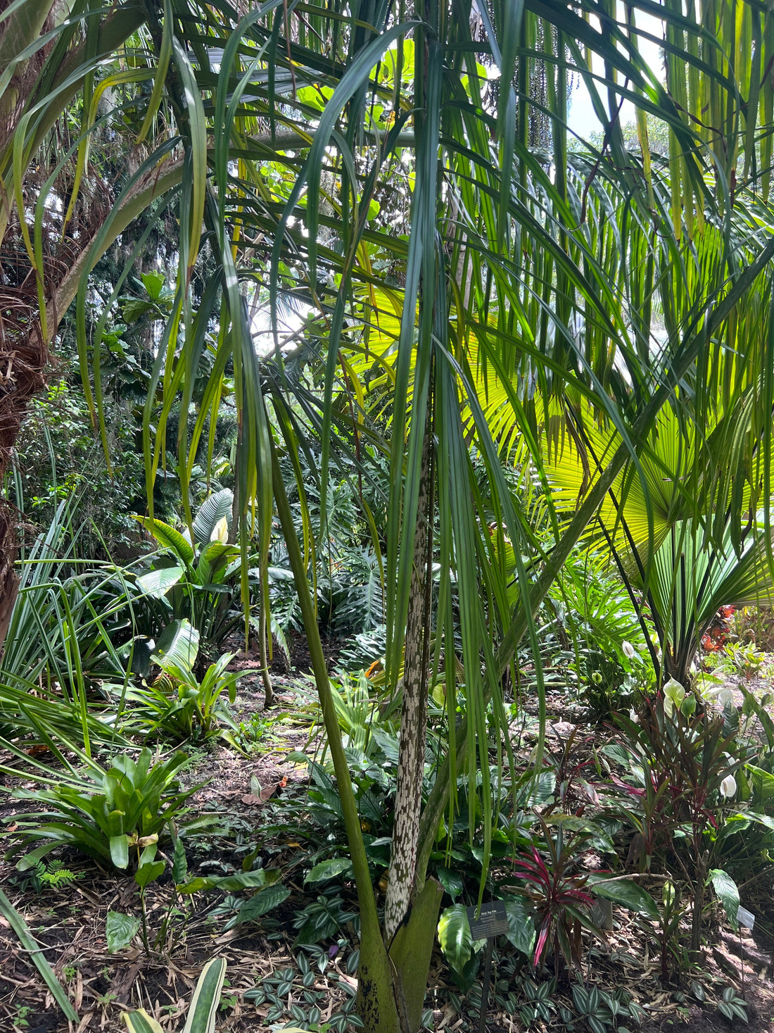 Chrysalidocarpus mananjarensis