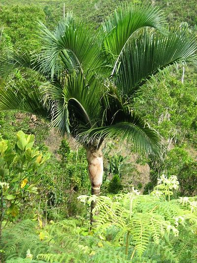 Chrysalidocarpus nauseosus