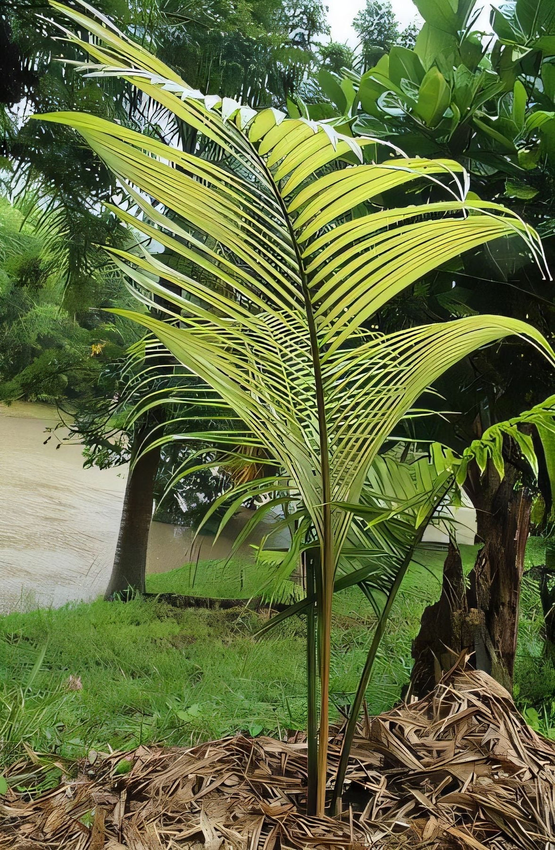 Chrysalidocarpus ovobontsira