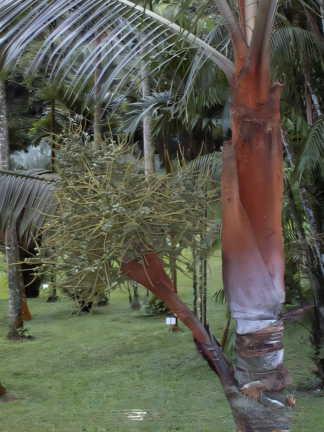 Chrysalidocarpus pilulifer