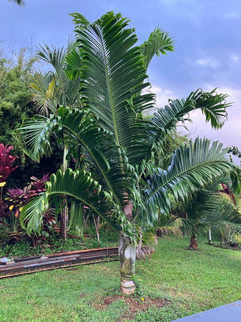 Chrysalidocarpus prestonianus