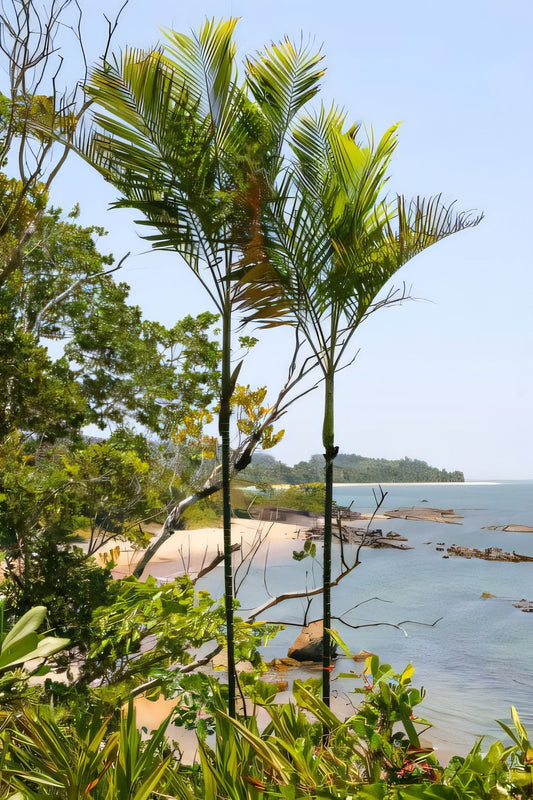 Chrysalidocarpus psammophilus