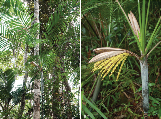 Chrysalidocarpus rabepierrei