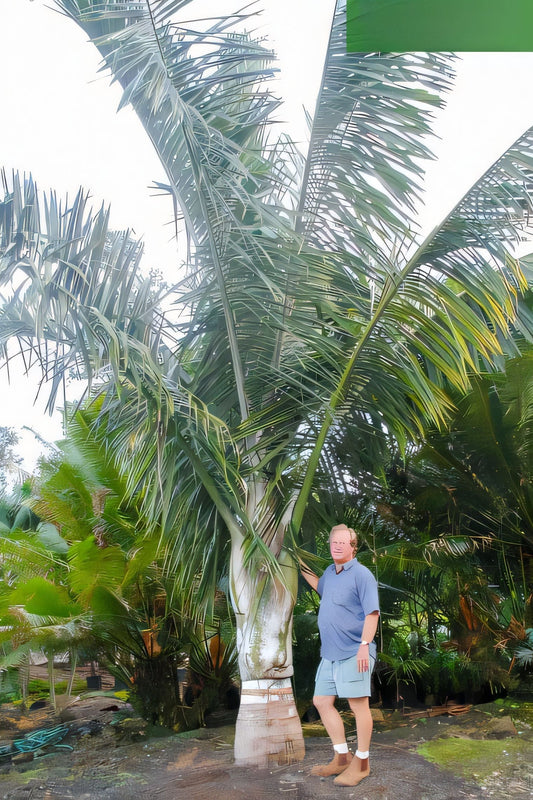 Chrysalidocarpus robustus (Dypsis robusta)