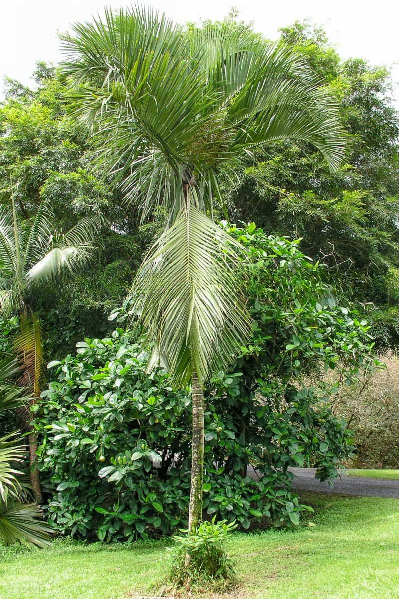 Dypsis sanctaemariae  Palmera Santa Maria