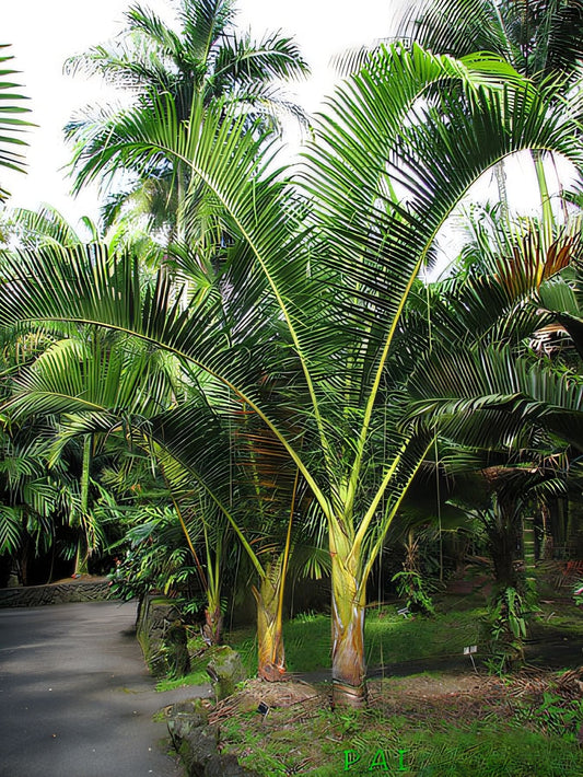 Chrysalidocarpus tanalensis