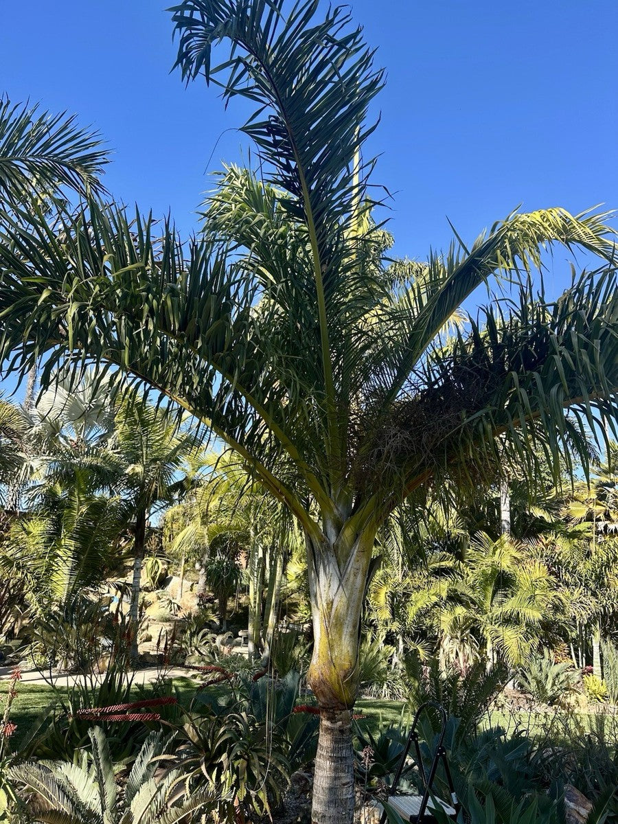 Chrysalidocarpus tokoravina