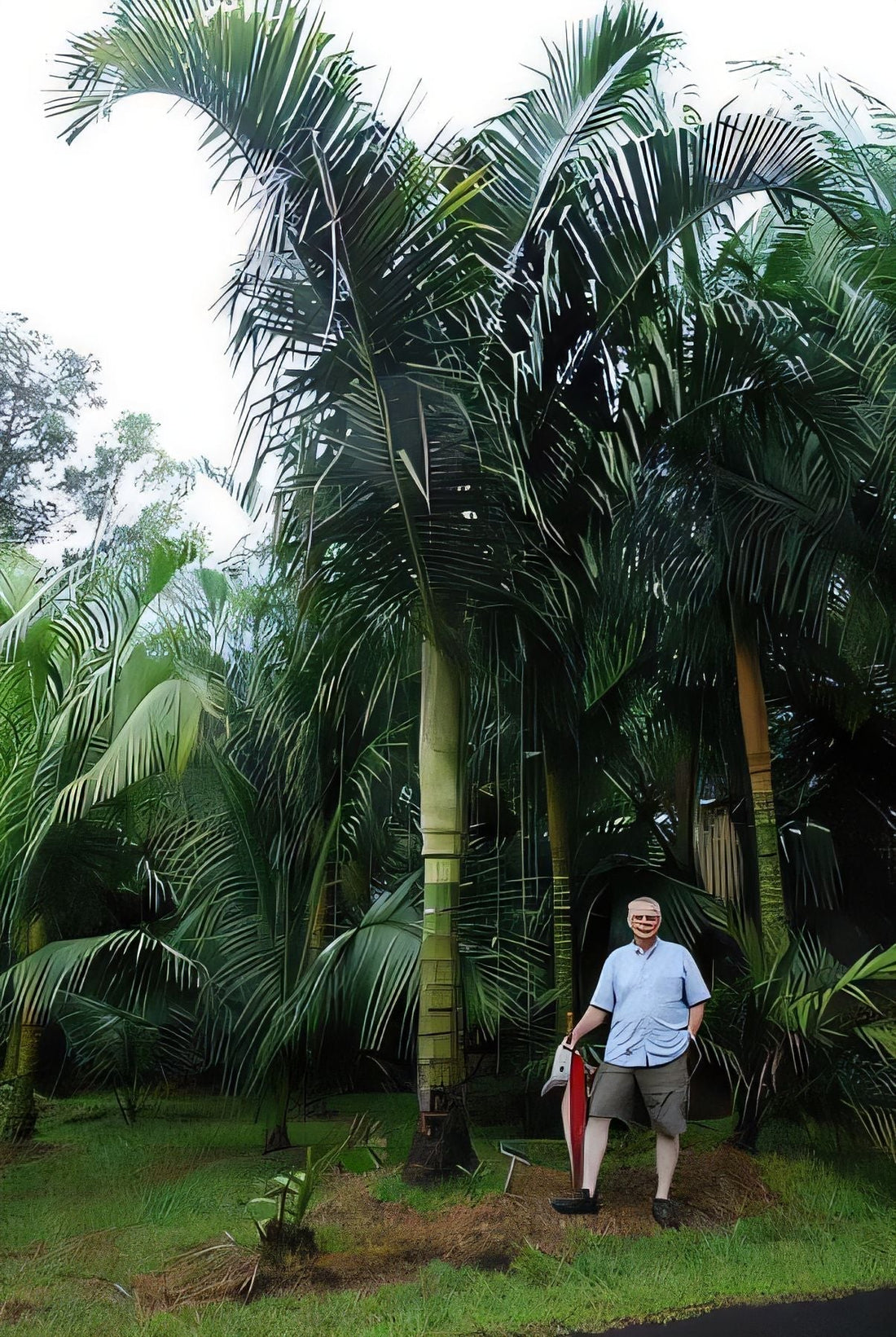 Chrysalidocarpus tsaravoasira