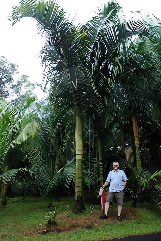 Chrysalidocarpus tsaravoasira