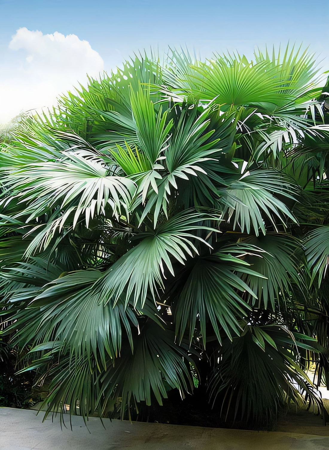 Chuniophoenix hainanensis