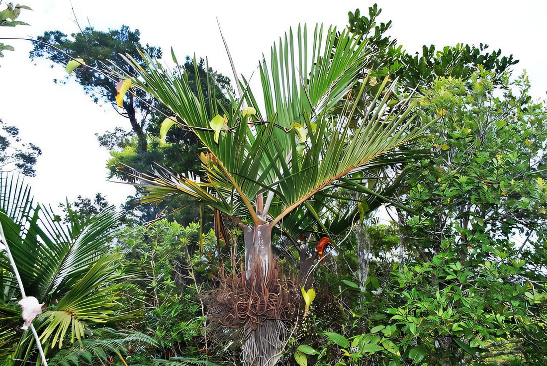 Clinosperma bracteale