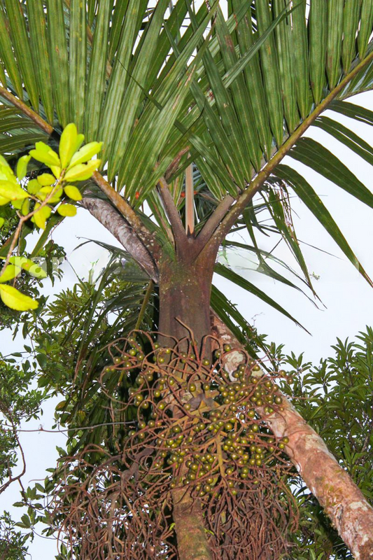 Clinosperma macrocarpa