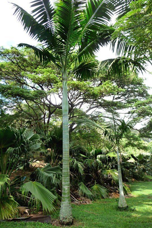 Clinostigma collegarum