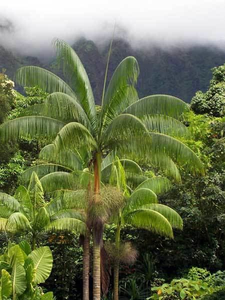 Clinostigma haerestigma