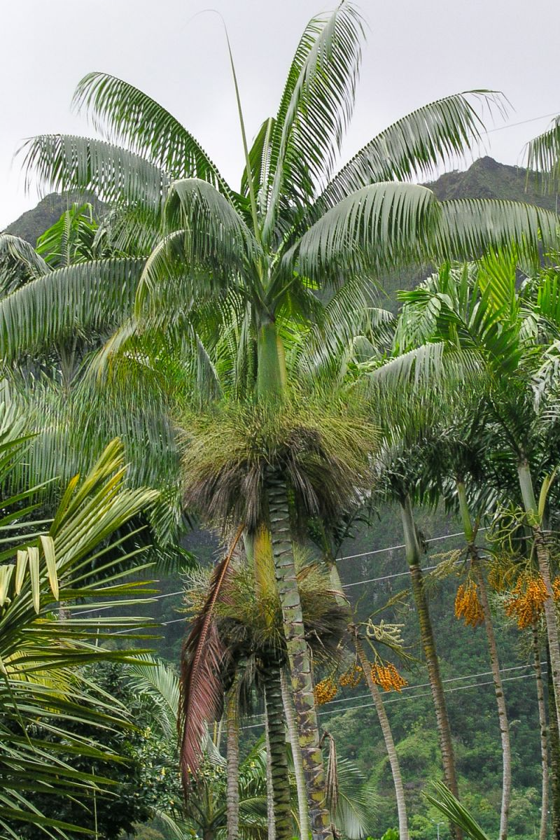 Clinostigma harlandii