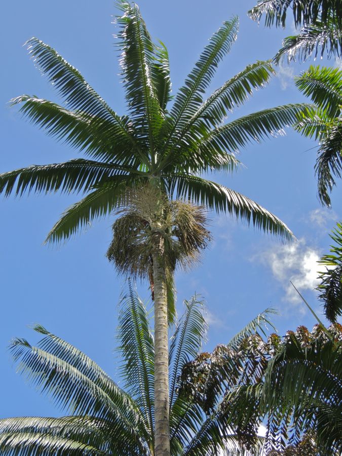 Clinostigma ponapense