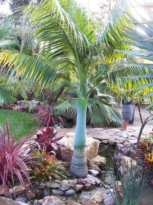 Clinostigma savoryanum