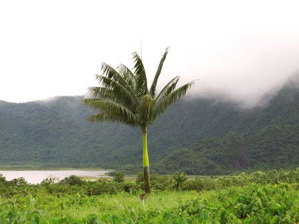 Clinostigma warburgii