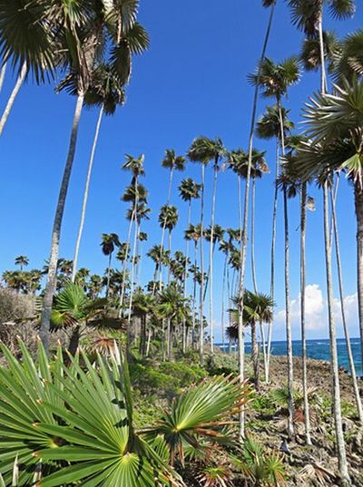 Coccothrinax alexandri