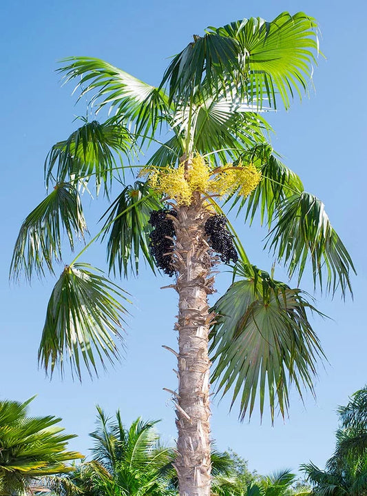Coccothrinax barbadensis