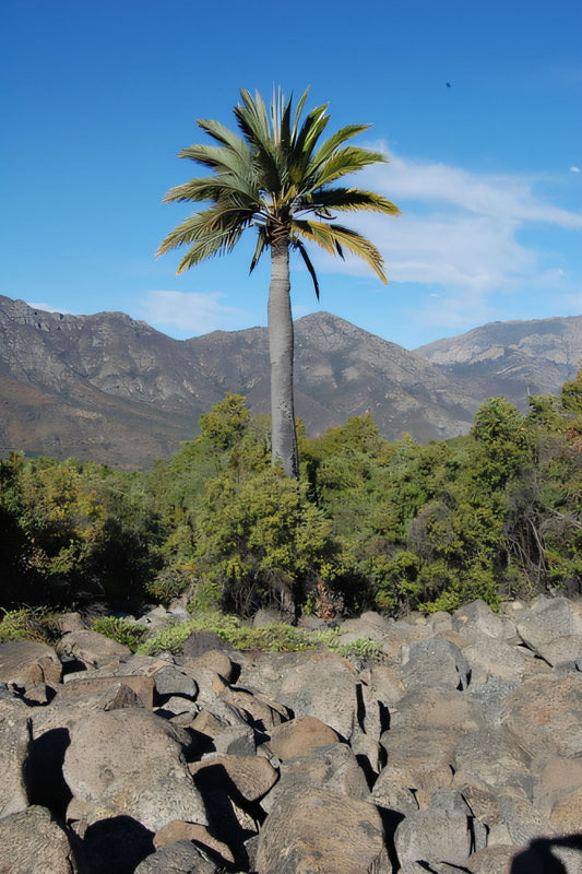 Coccothrinax bermudezii