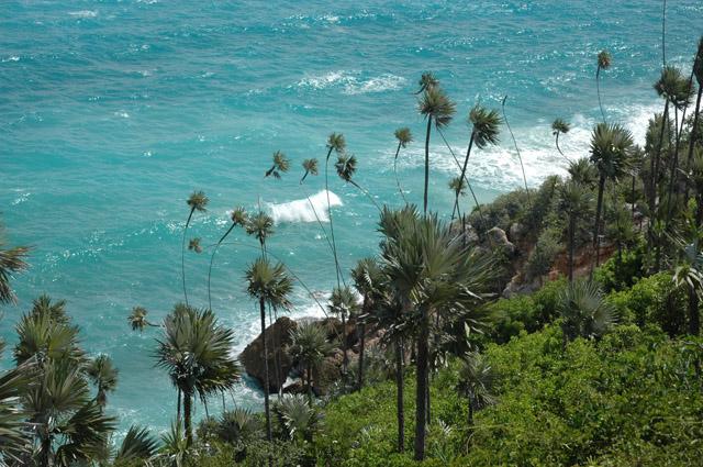 Coccothrinax boschiana