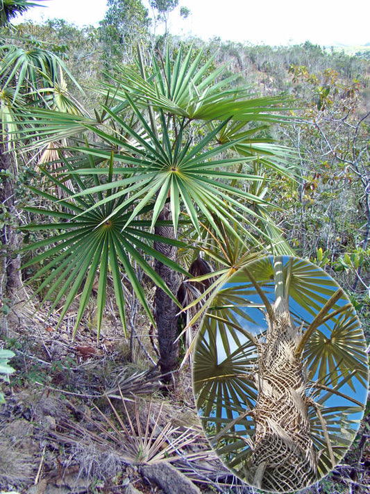 Coccothrinax clarensis