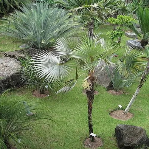 Coccothrinax cupularis: A comprehensive Growing Guide for Enthusiasts &  Collectors.