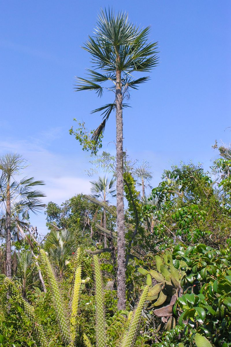 Coccothrinax ekmanii
