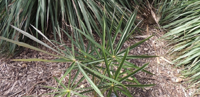 Coccothrinax elegans